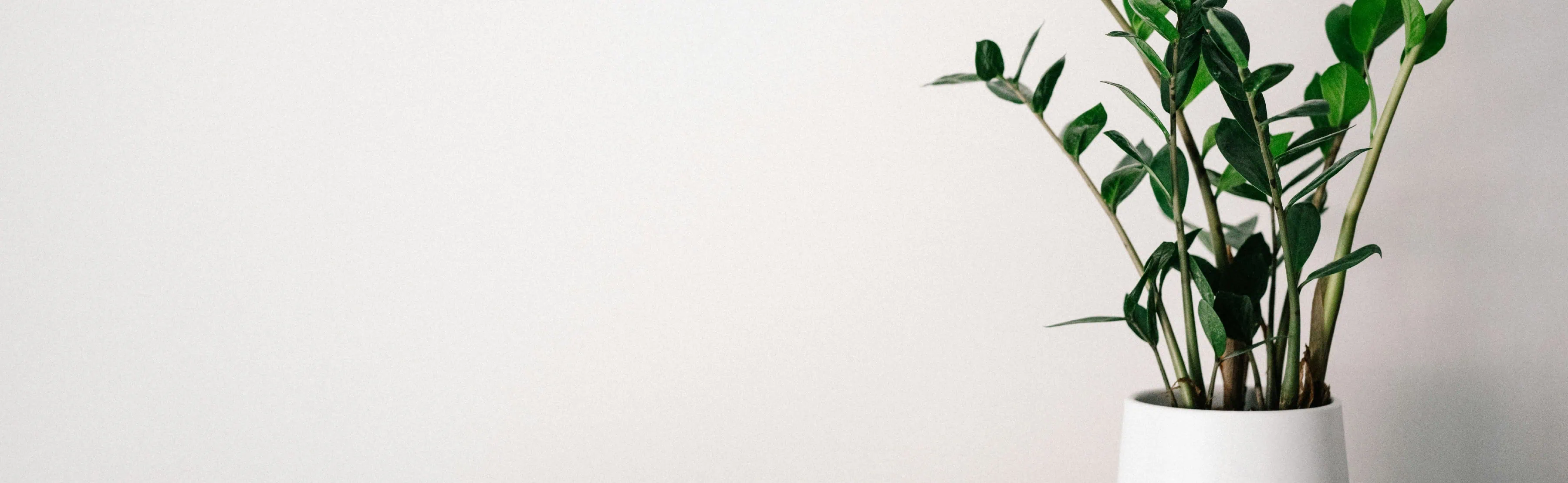 House plant in simple, white vase